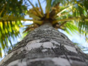 Coconut tree- Get Up !